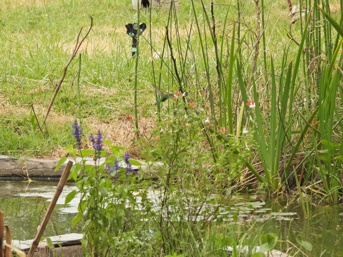 アオムネヒメエメラルドハチドリ - ML646758854