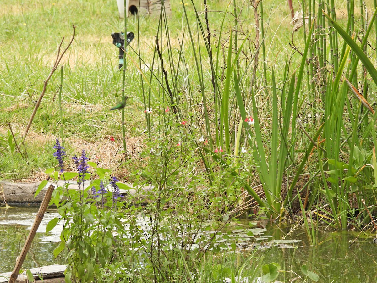 アオムネヒメエメラルドハチドリ - ML646758855