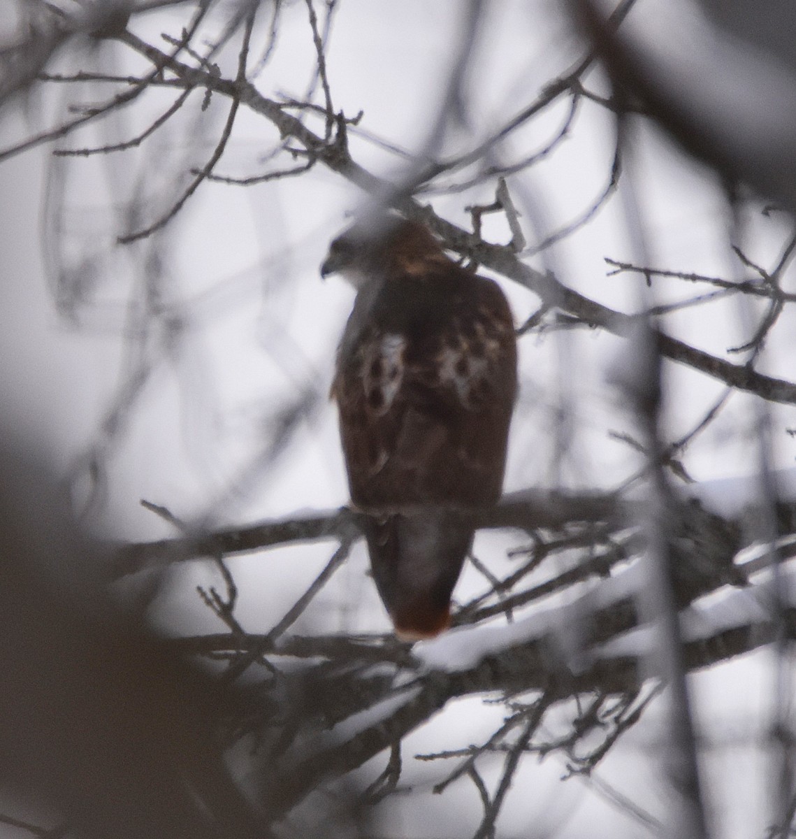Red-tailed Hawk - ML646758856