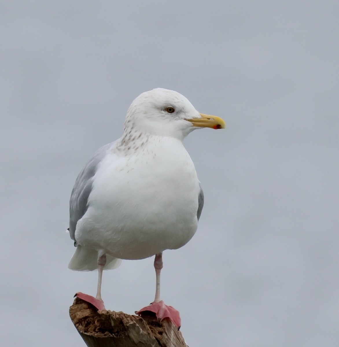 American Herring Gull - ML646758857