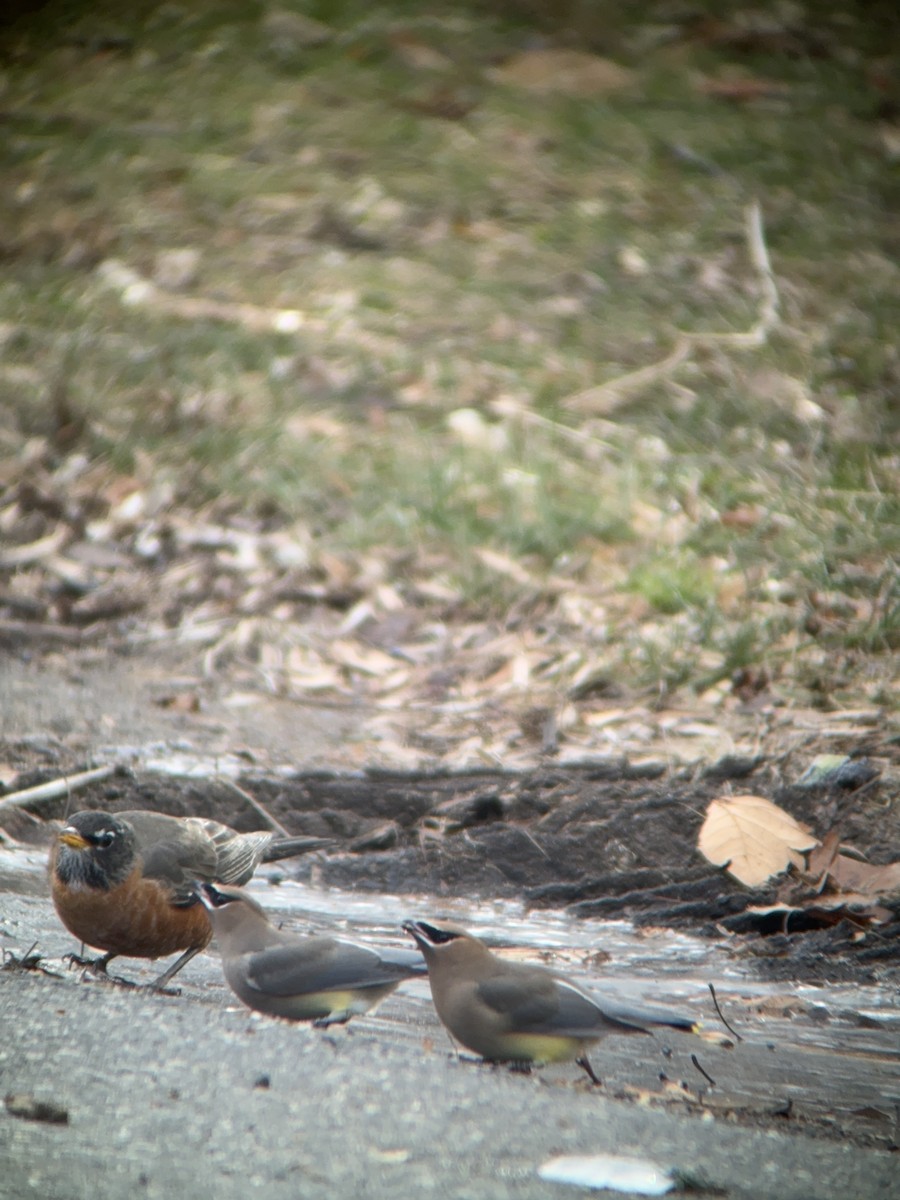 Cedar Waxwing - ML646758859