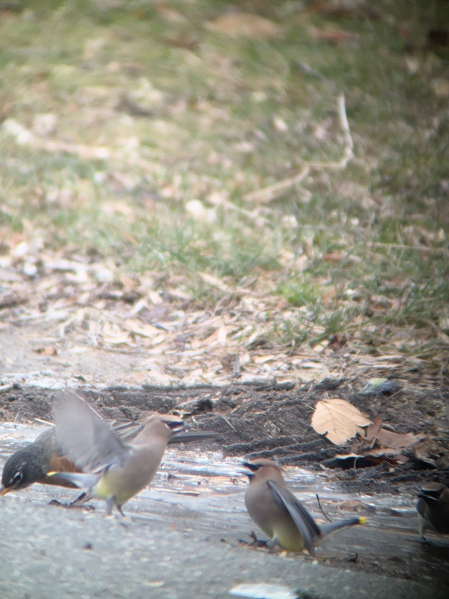 Cedar Waxwing - ML646758860