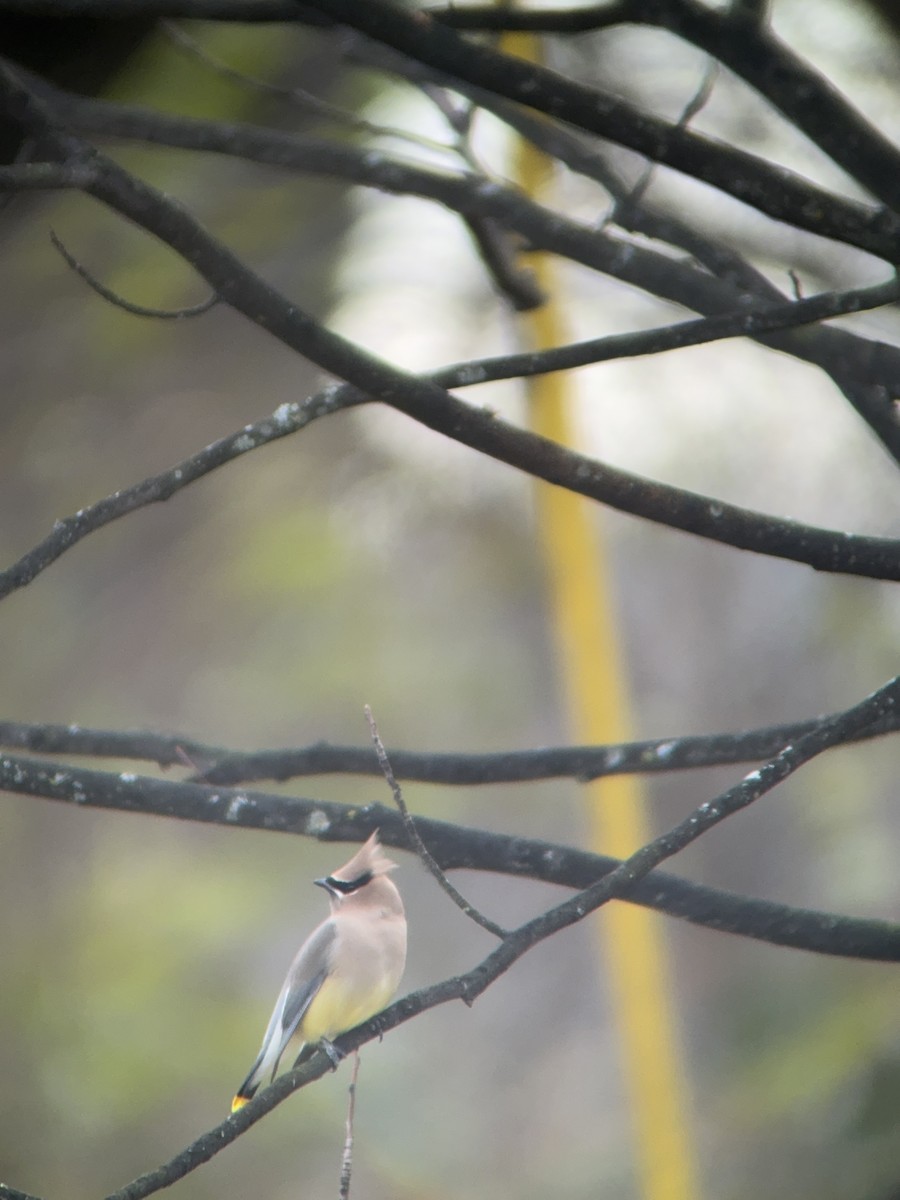 Cedar Waxwing - ML646758861