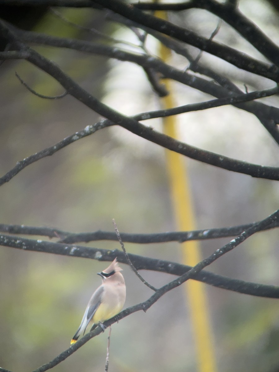 Cedar Waxwing - ML646758862