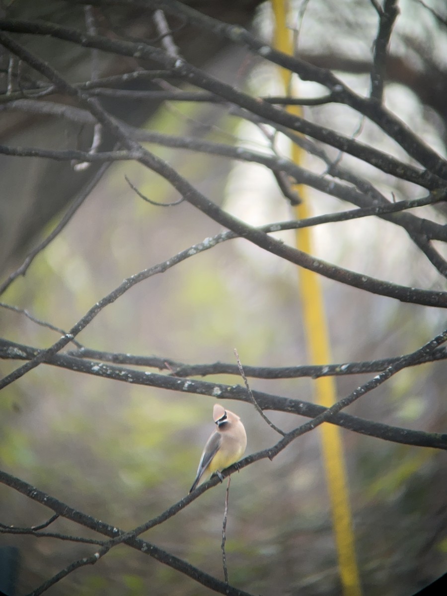 Cedar Waxwing - ML646758863