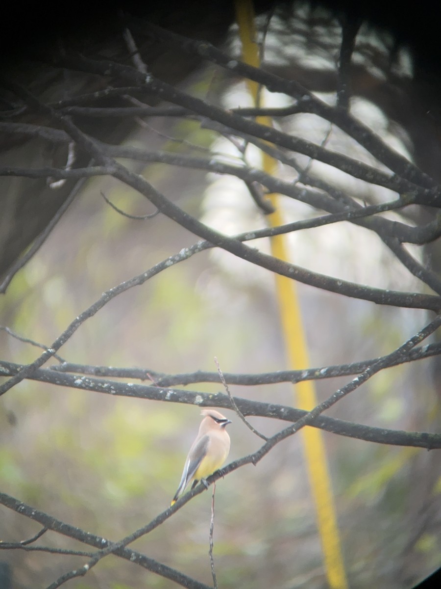 Cedar Waxwing - ML646758864
