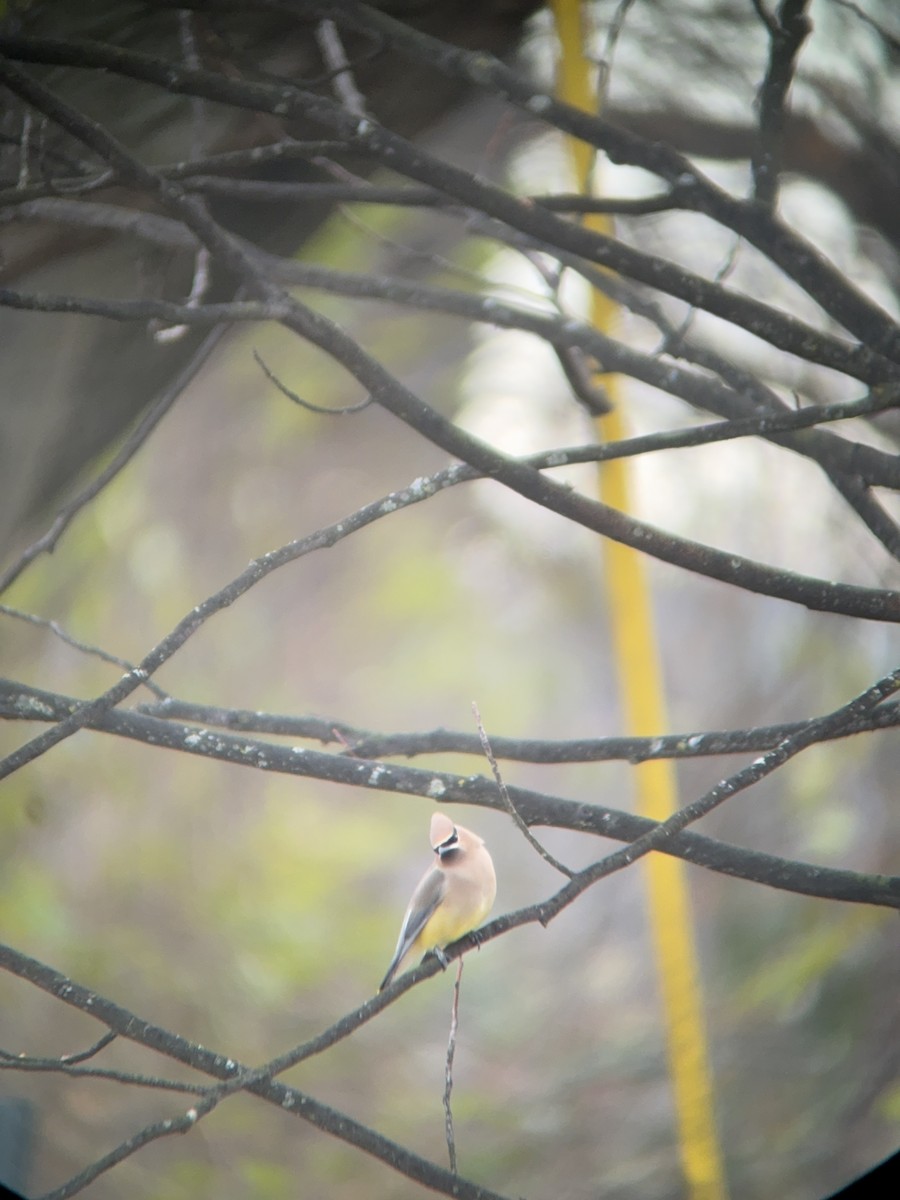 Cedar Waxwing - ML646758865