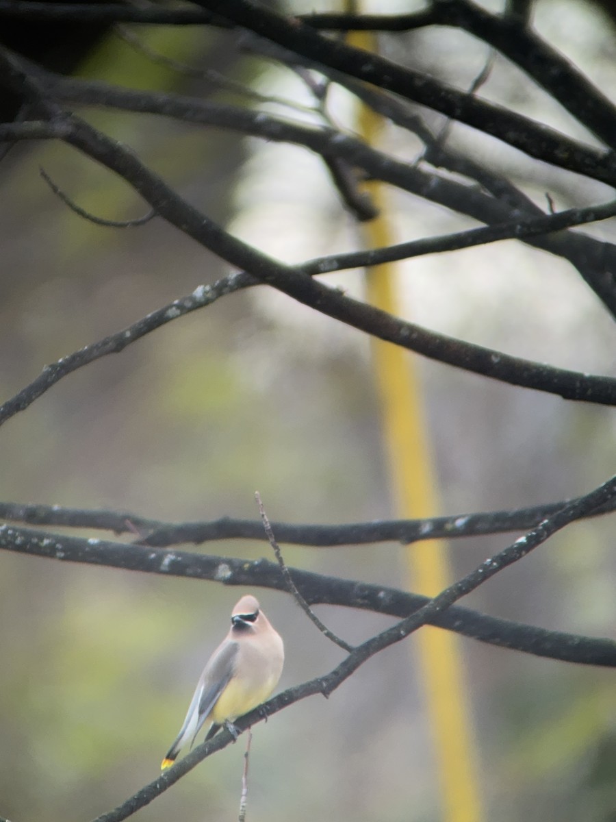 Cedar Waxwing - ML646758866