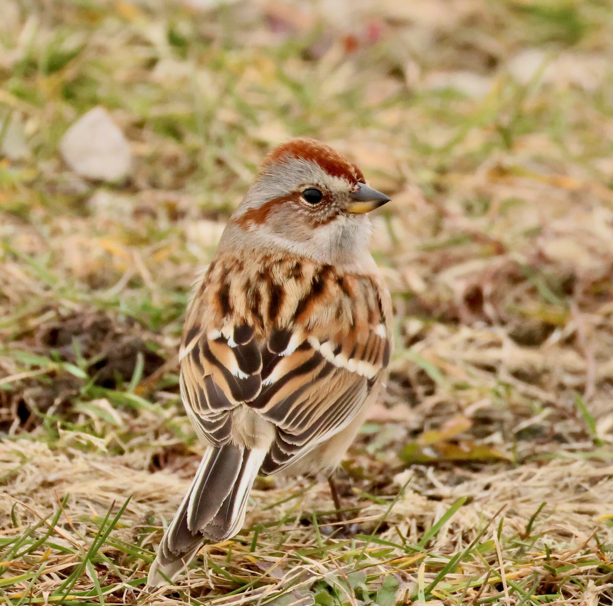 American Tree Sparrow - ML646758867