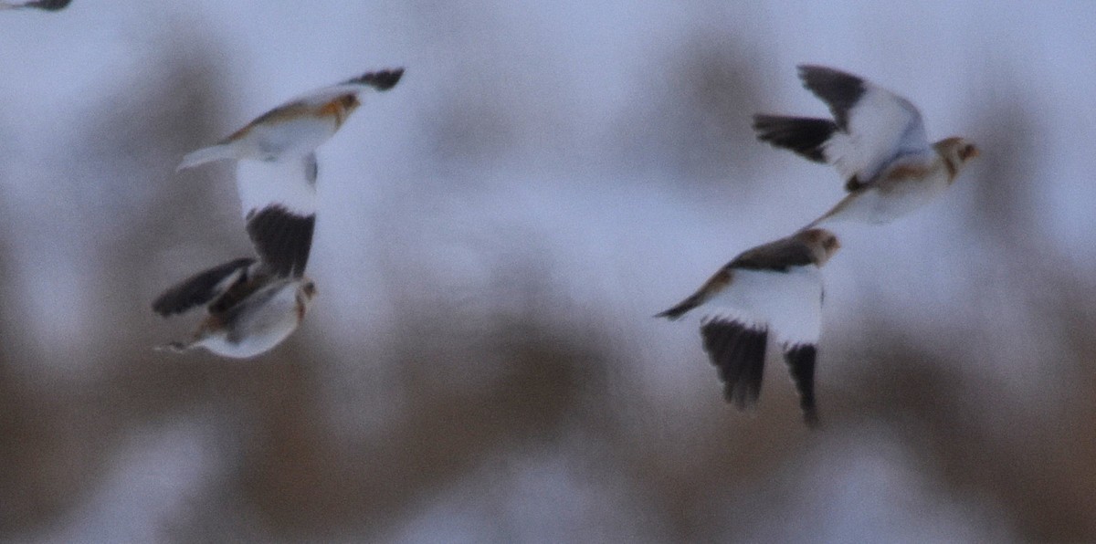 Snow Bunting - ML646758868