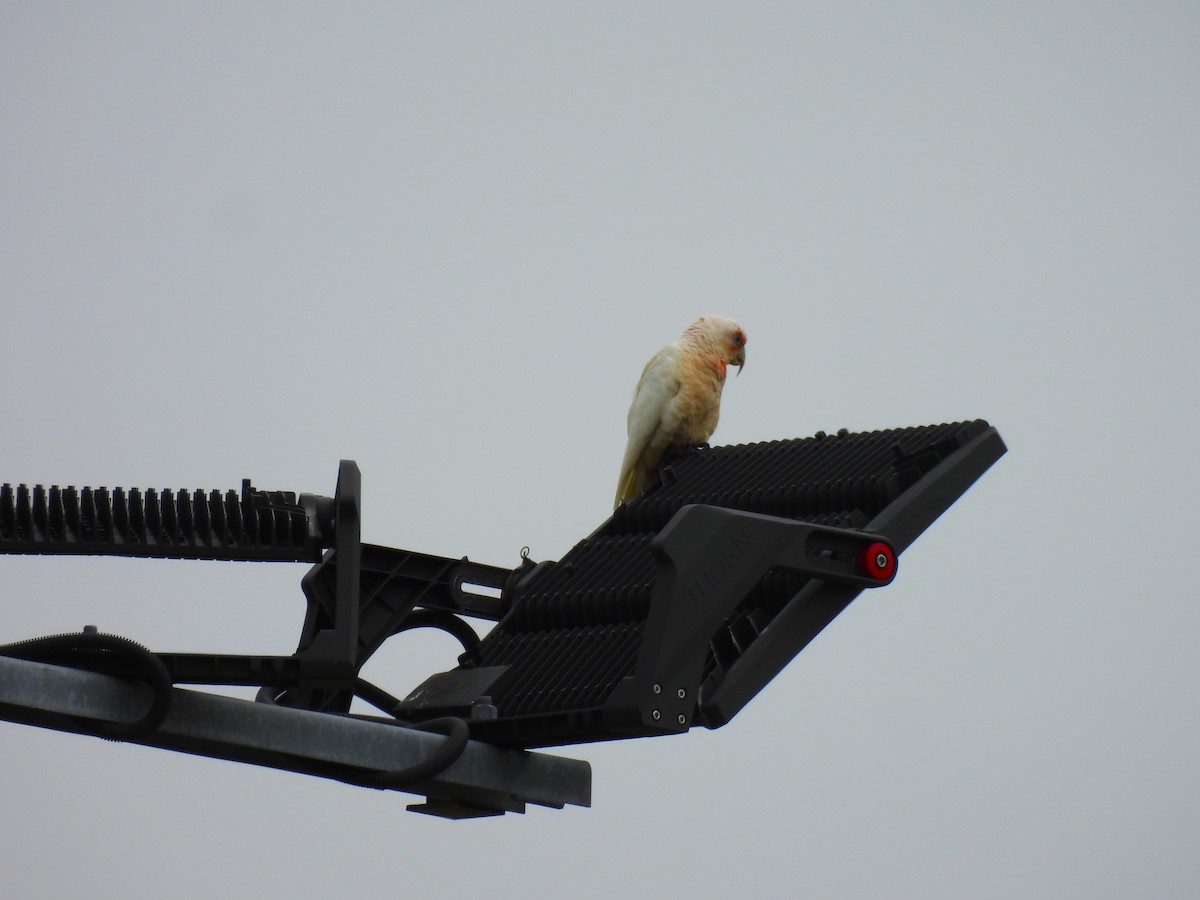 Long-billed Corella - ML646758869
