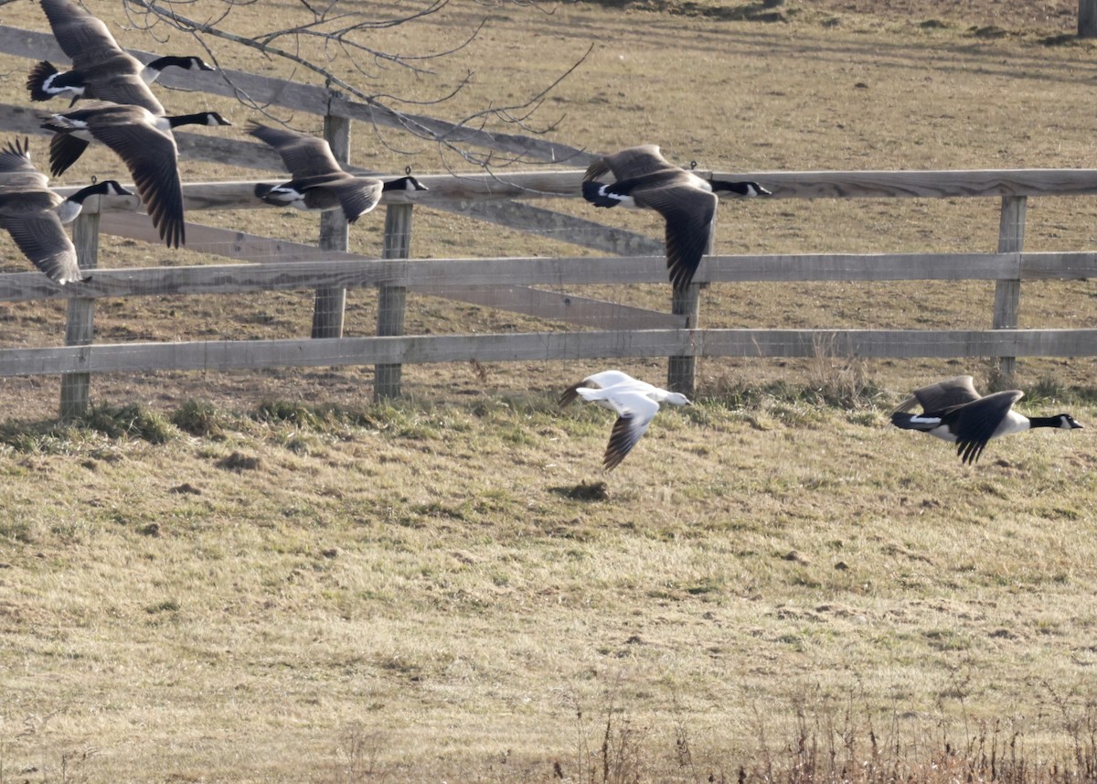Ross's Goose - ML646758870