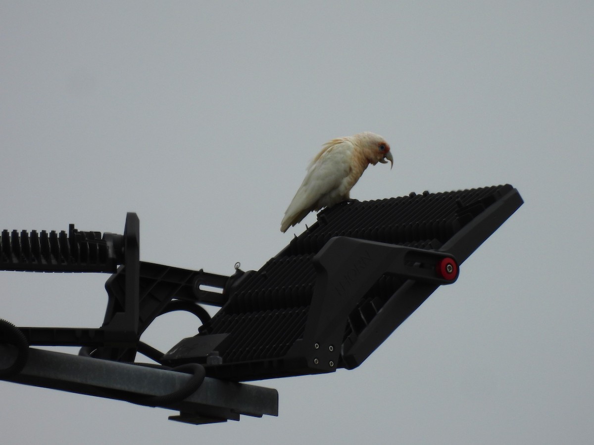 Long-billed Corella - ML646758871