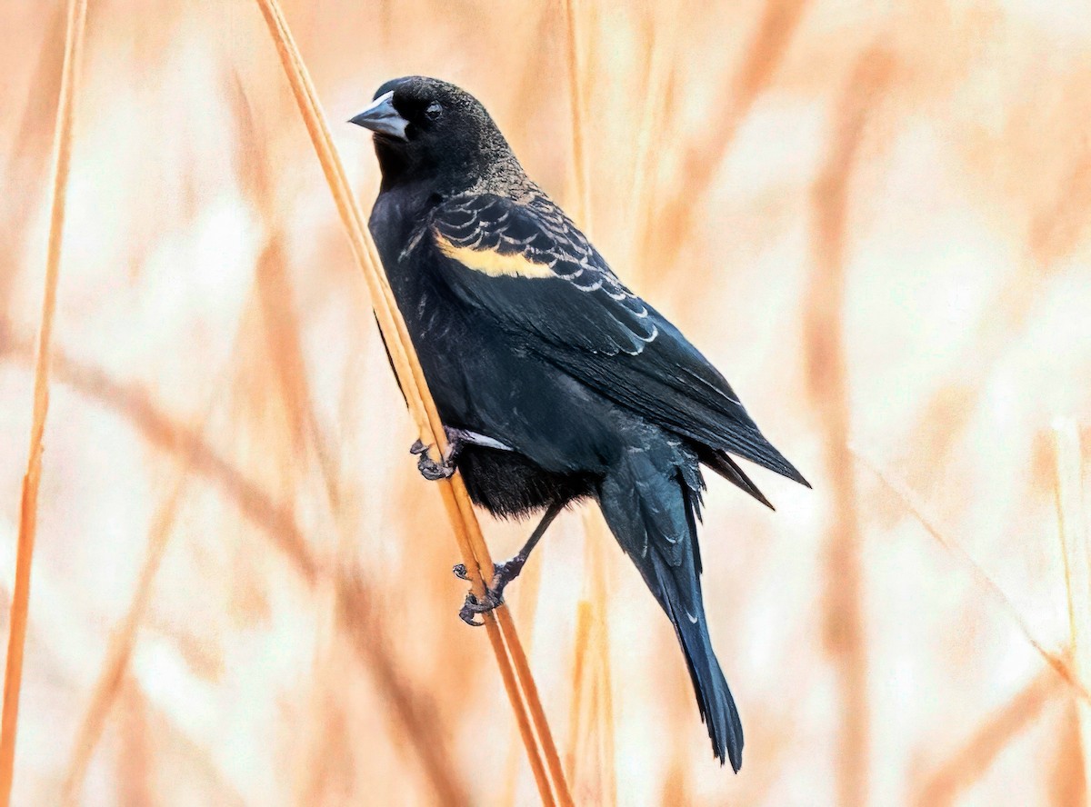 Red-winged Blackbird - ML646758872