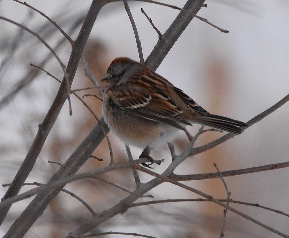 American Tree Sparrow - ML646758873