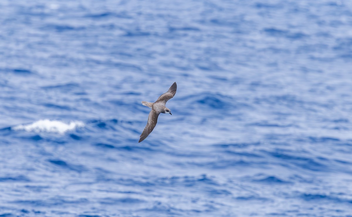 Soft-plumaged Petrel - ML646758874