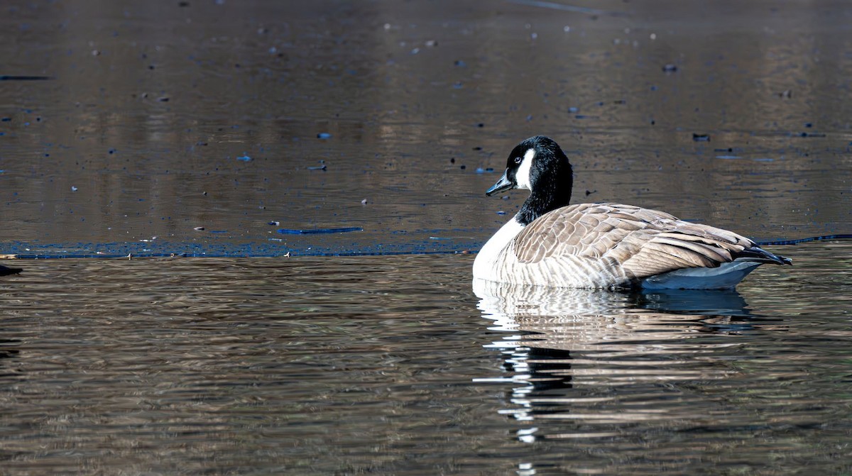 Canada Goose - ML646758875