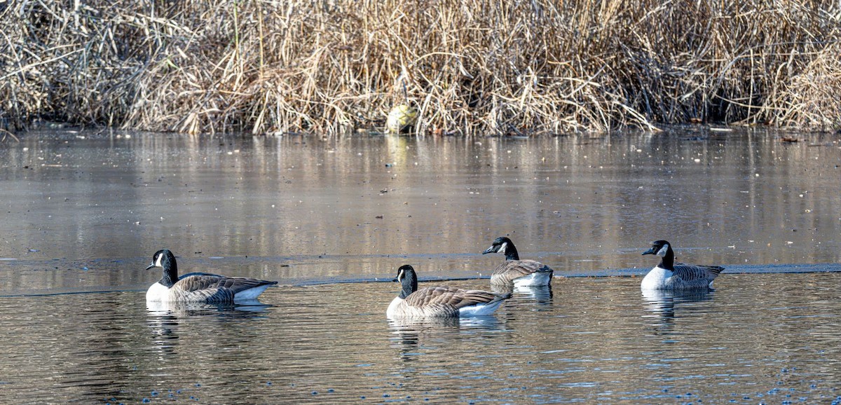 Canada Goose - ML646758876