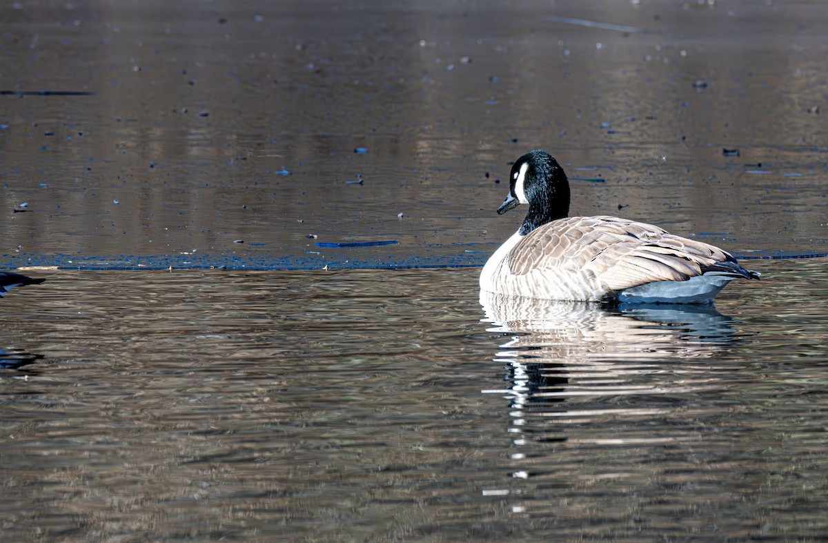 Canada Goose - ML646758877