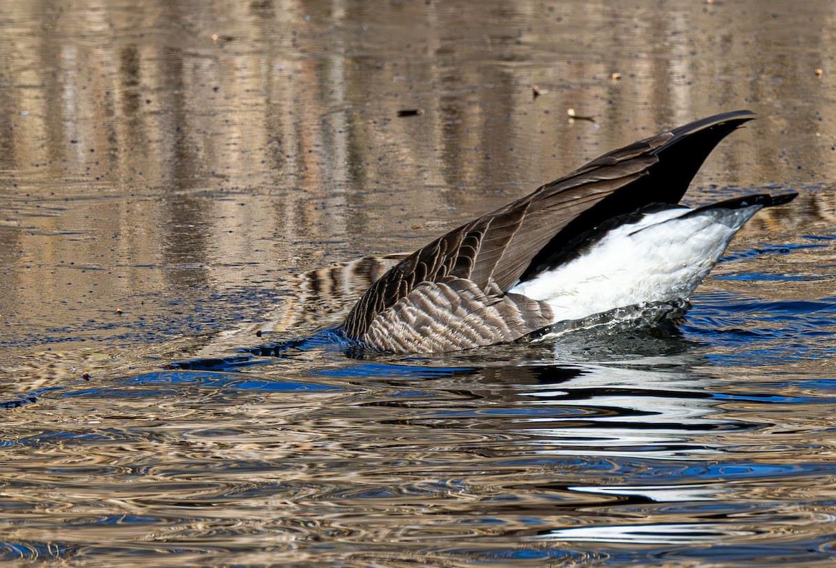 Canada Goose - ML646758878
