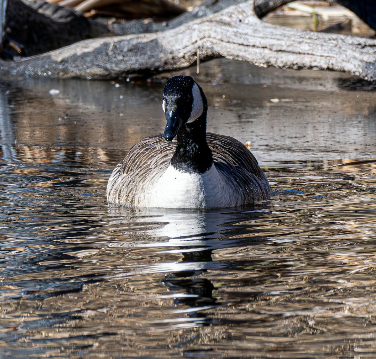 Canada Goose - ML646758879