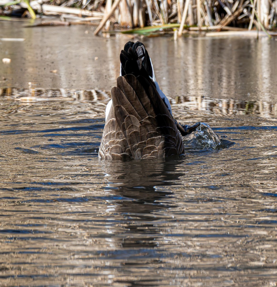 Canada Goose - ML646758880