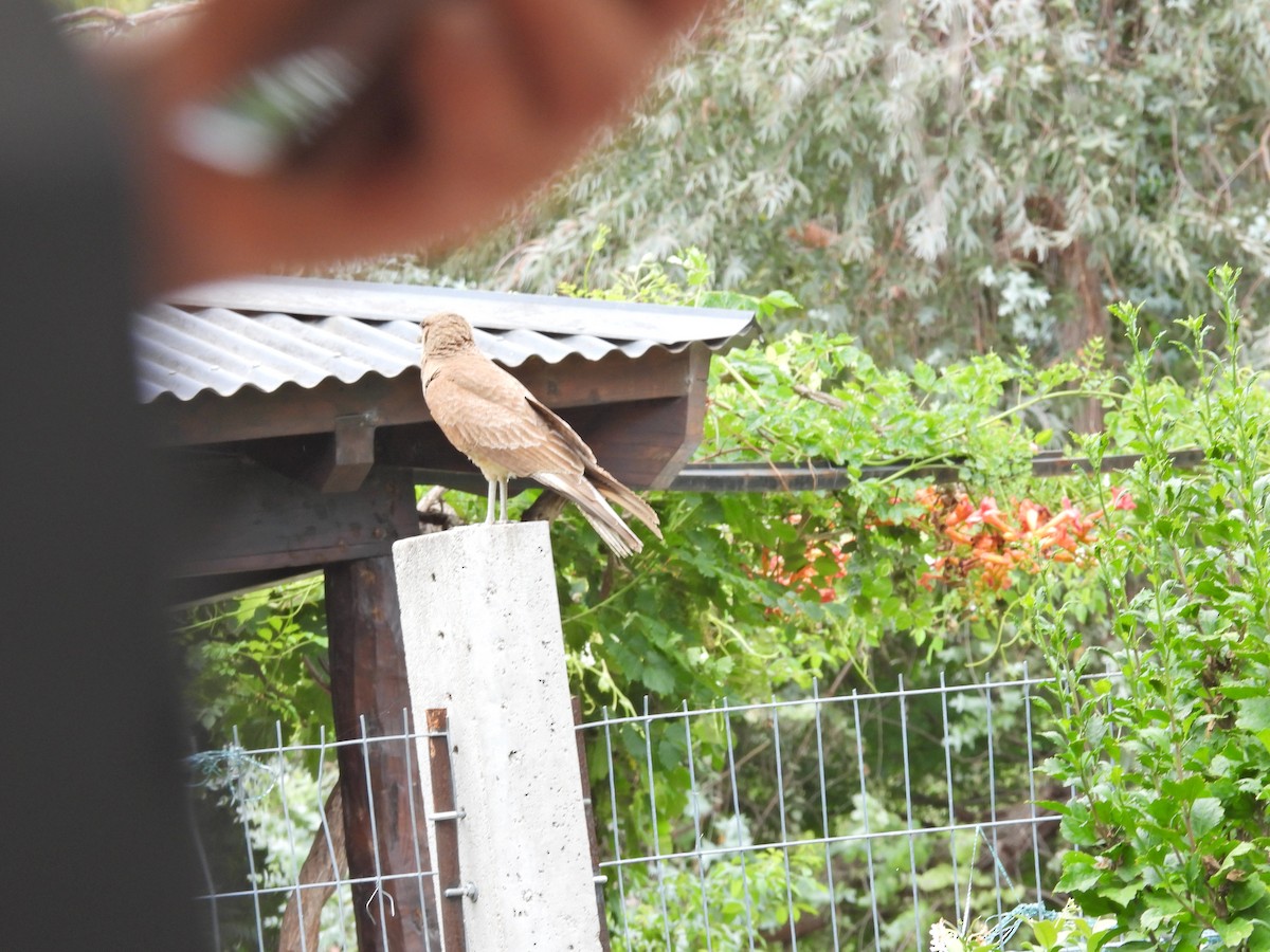 Chimango Caracara - ML646758881