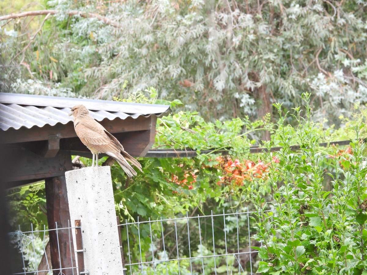 Chimango Caracara - ML646758882