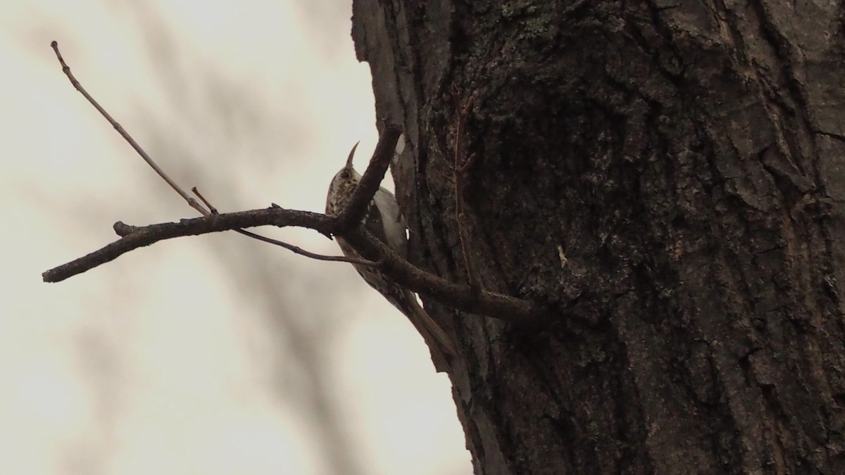 Brown Creeper - ML646758883