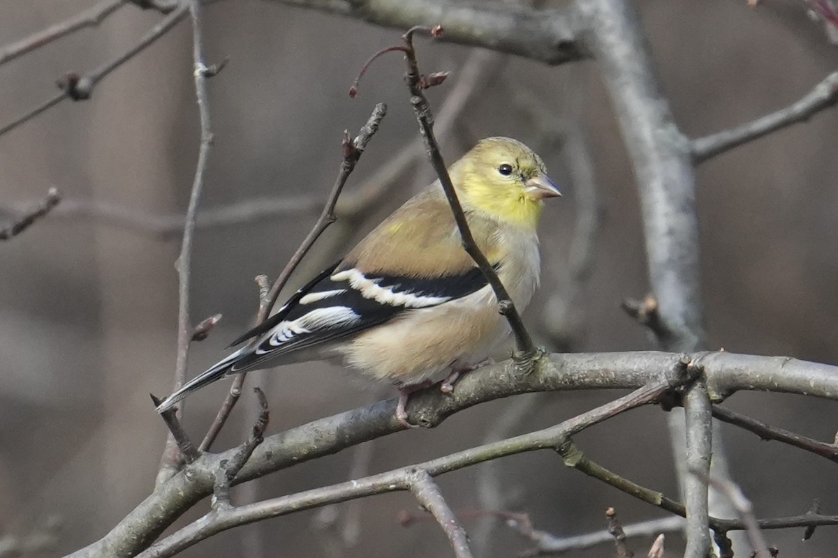 American Goldfinch - ML646758884