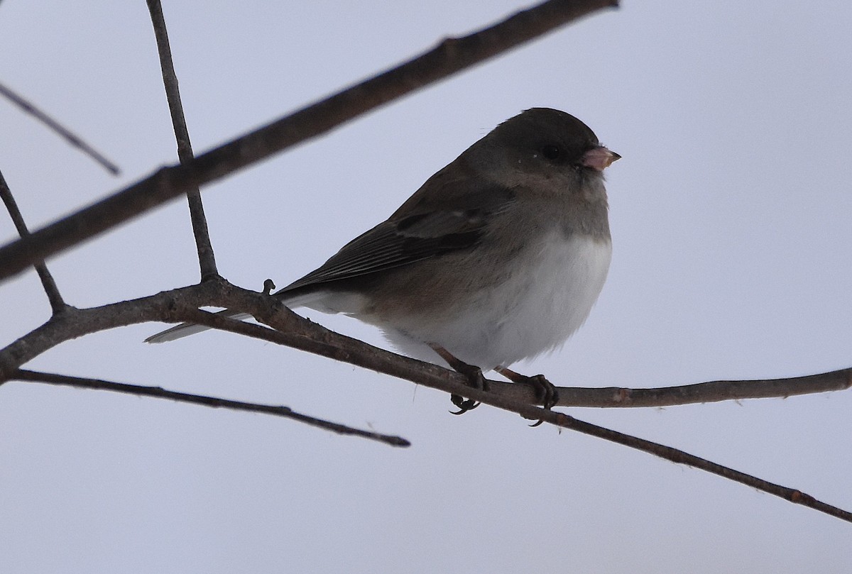 Dark-eyed Junco (Slate-colored) - ML646758886