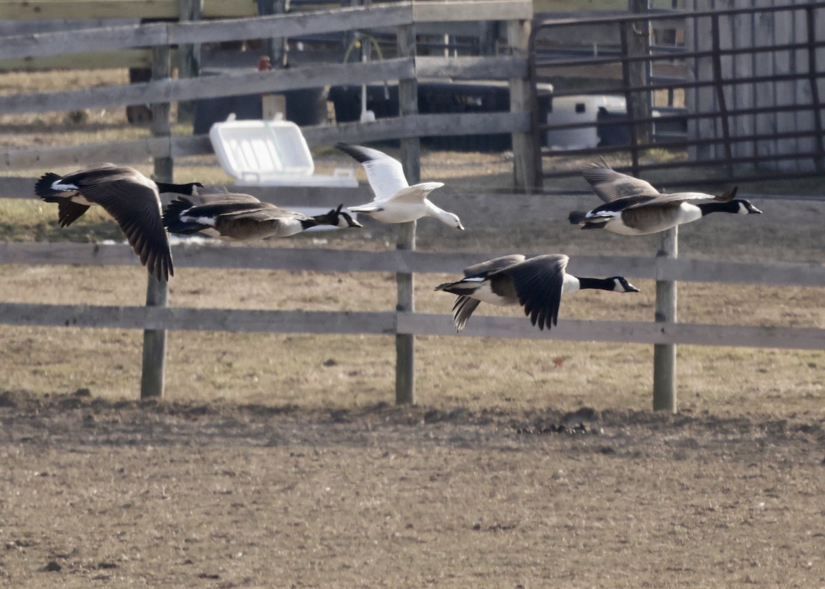Ross's Goose - ML646758888