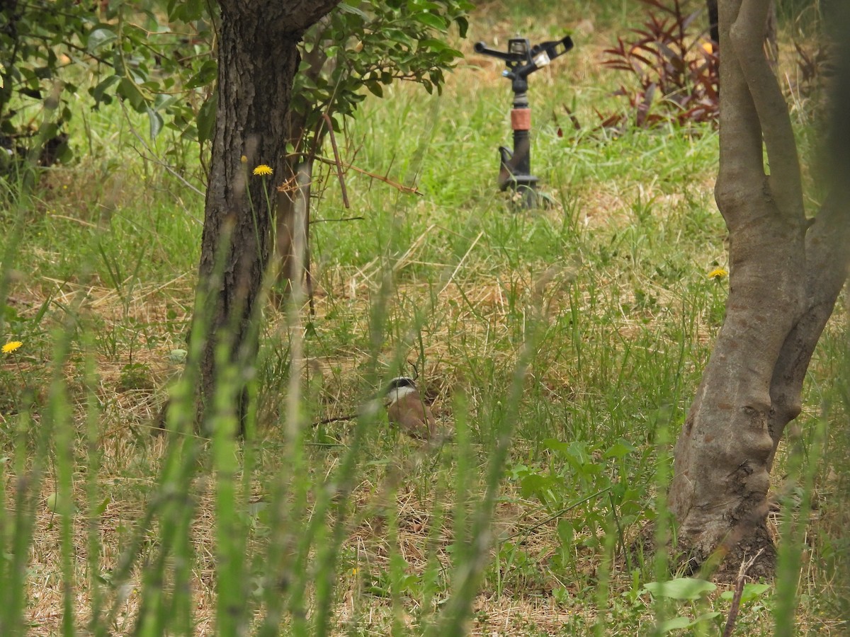 キバラオオタイランチョウ - ML646758889