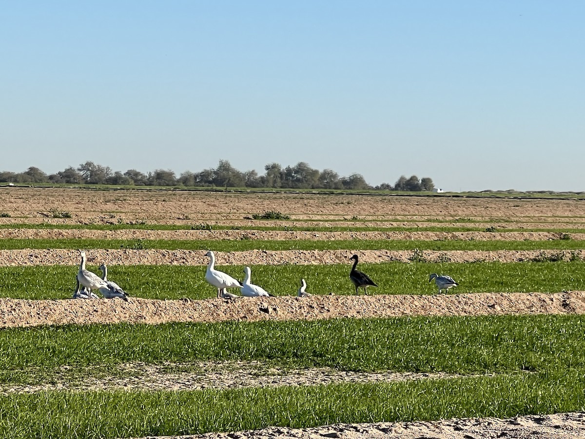 Snow Goose - ML646758890