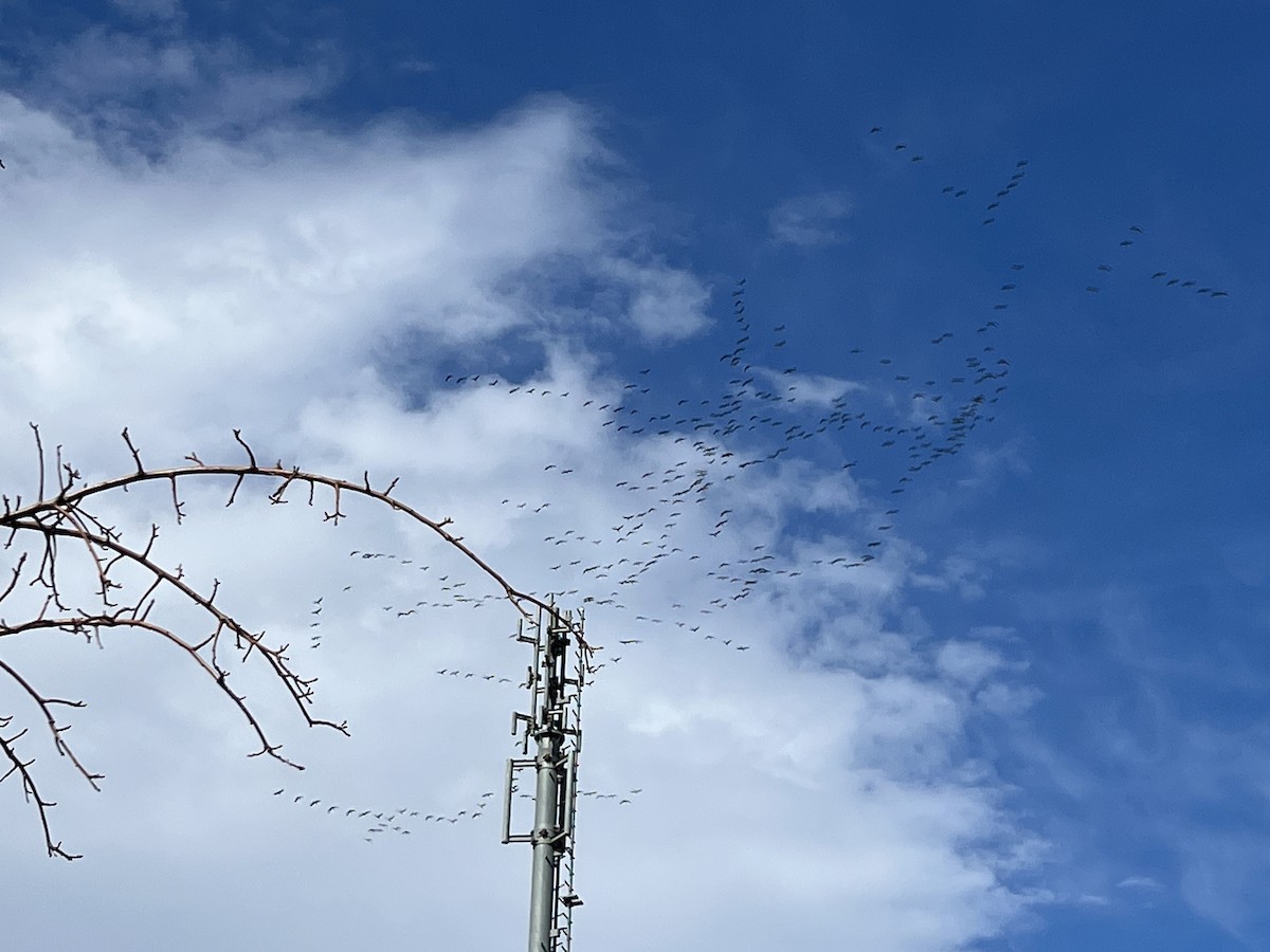 Grue cendrée - ML646758891