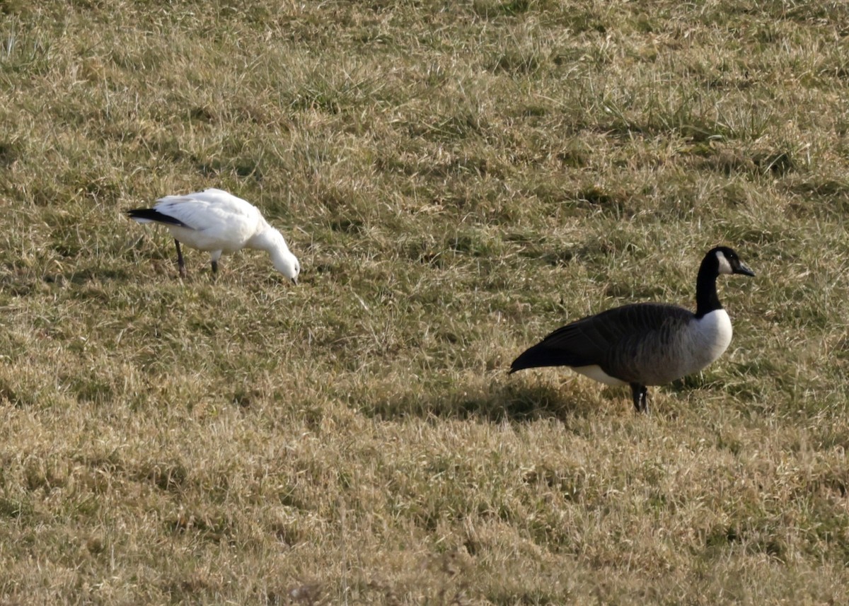 Ross's Goose - ML646758893