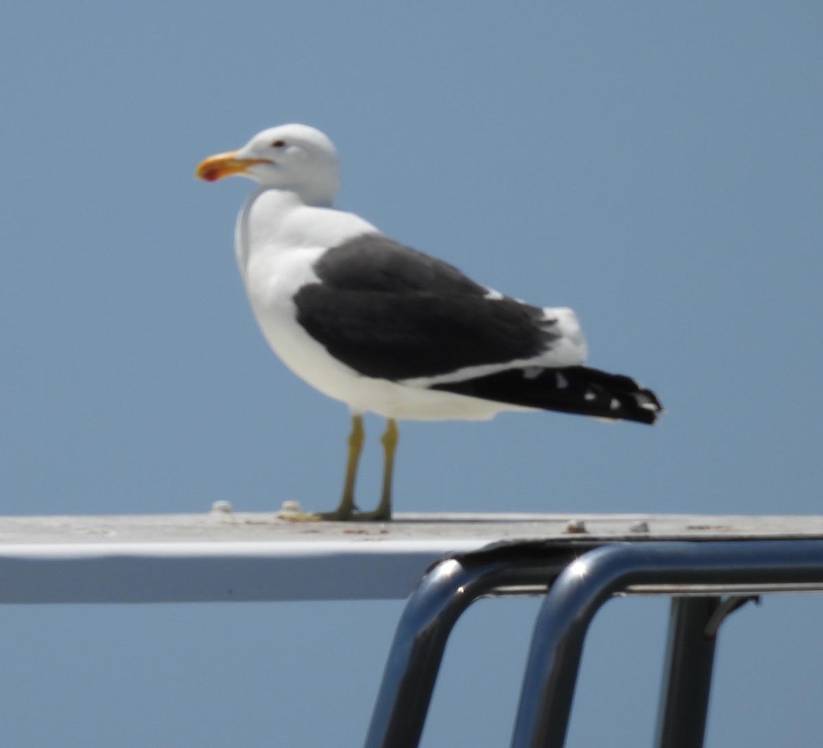 Kelp Gull (vetula) - ML646758894