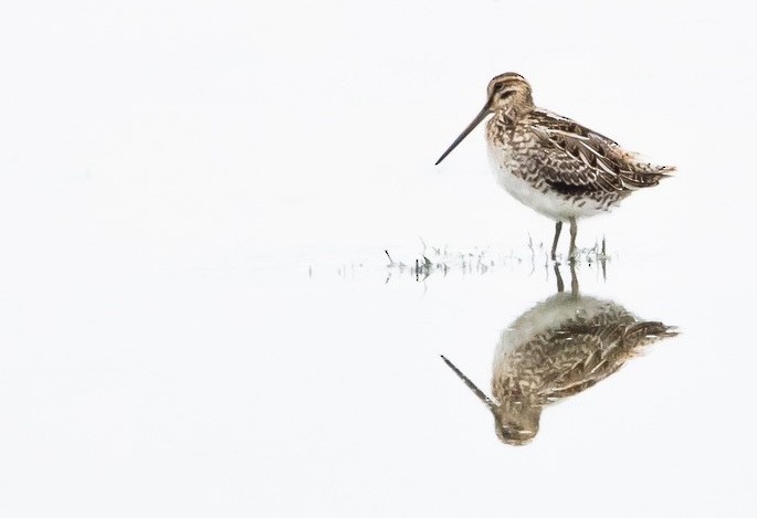 Agachadiza Común - ML646758895