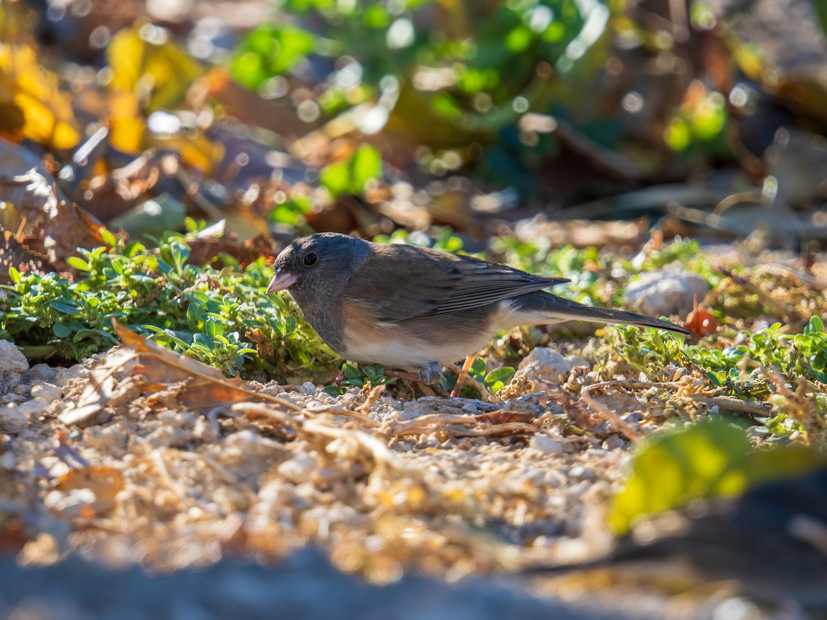 Dark-eyed Junco - ML646758897