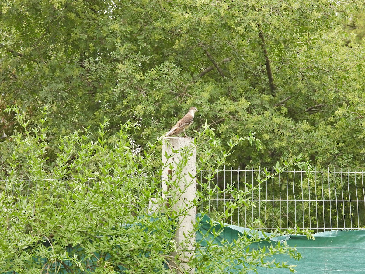 マミジロマネシツグミ - ML646758898