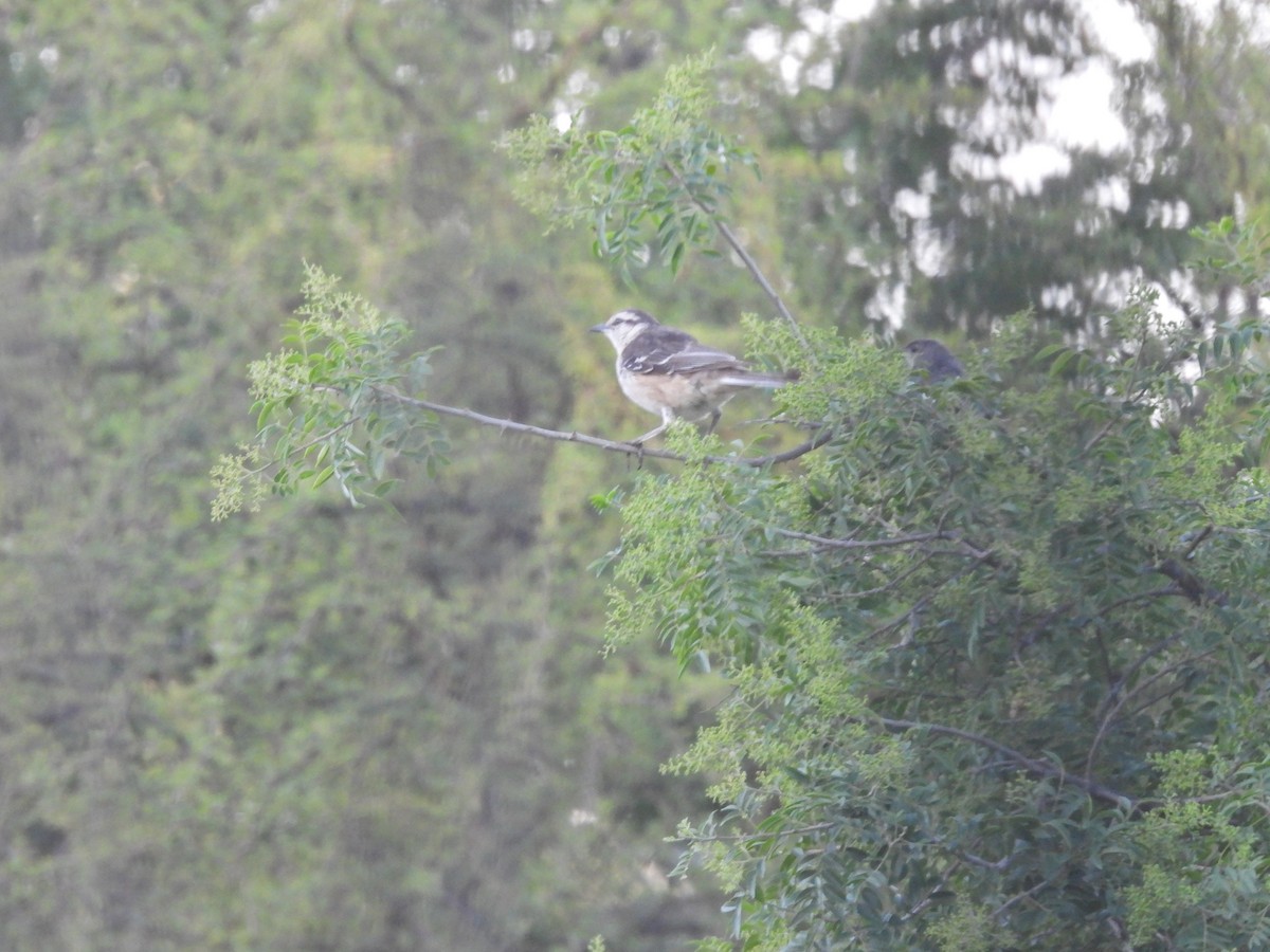 マミジロマネシツグミ - ML646758899