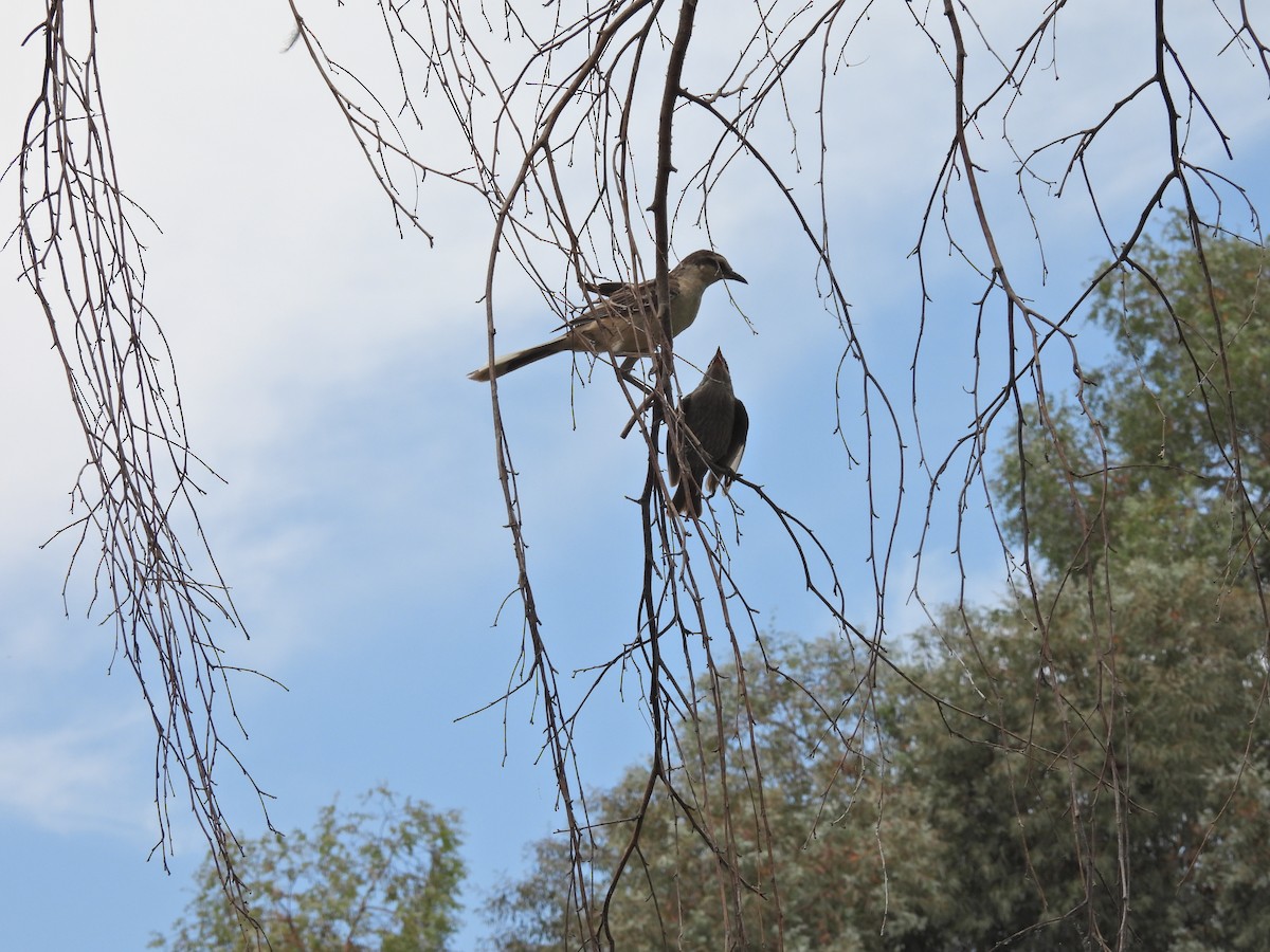 マミジロマネシツグミ - ML646758900