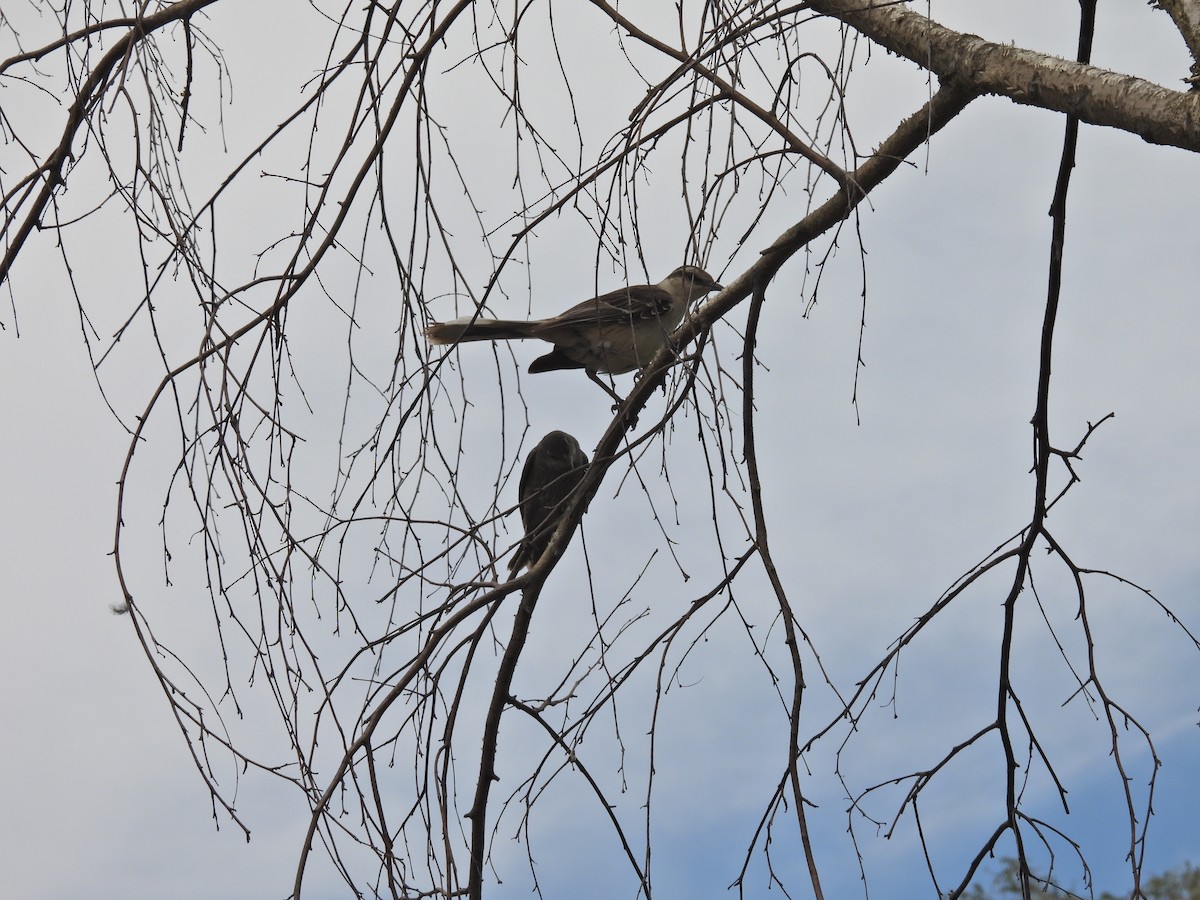 テリバネコウウチョウ - ML646758902