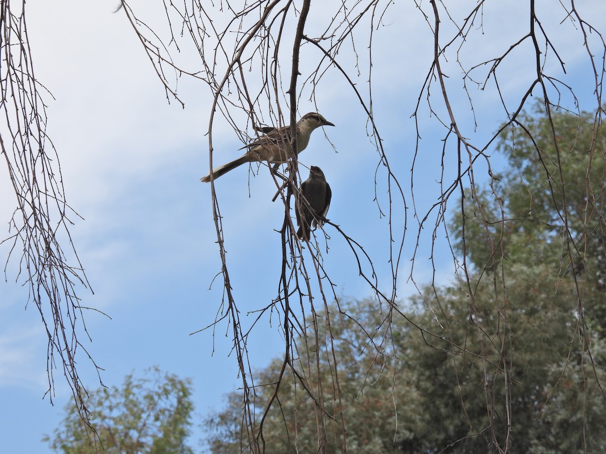 テリバネコウウチョウ - ML646758903