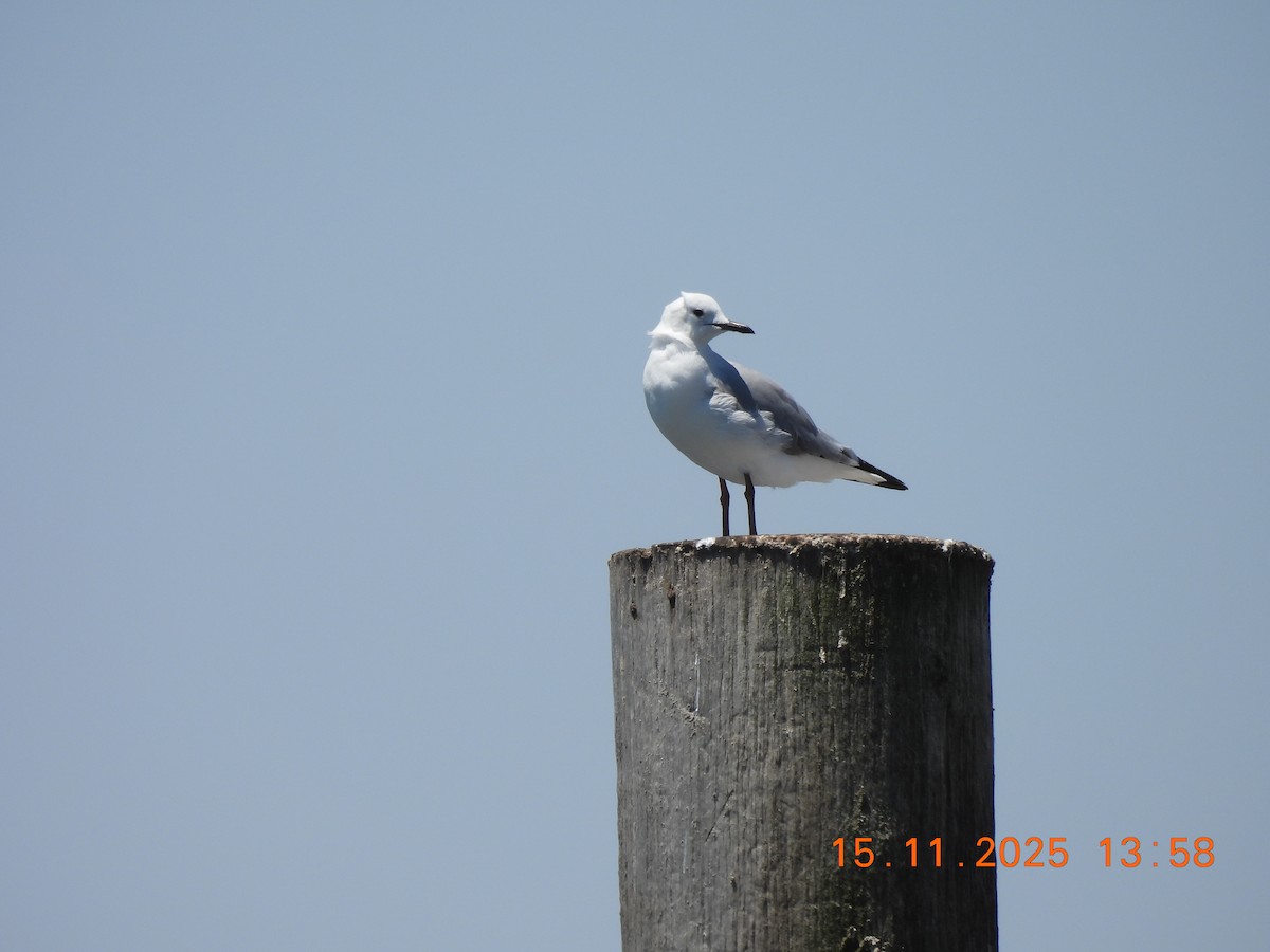 Hartlaub's Gull - ML646758904