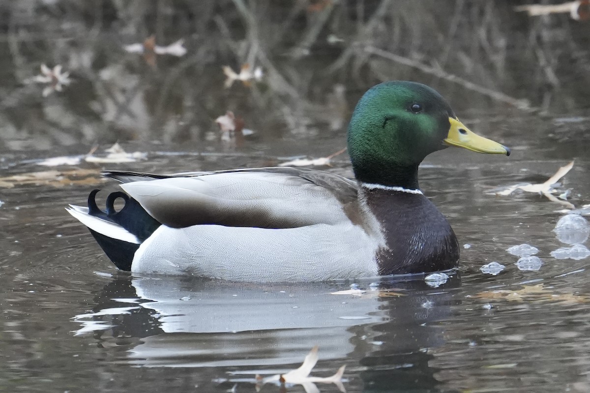 Basahatea - ML646758911