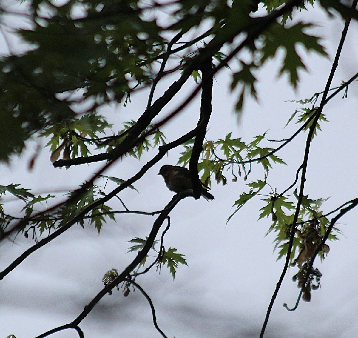 Пісняр-лісовик каштановий - ML646758912