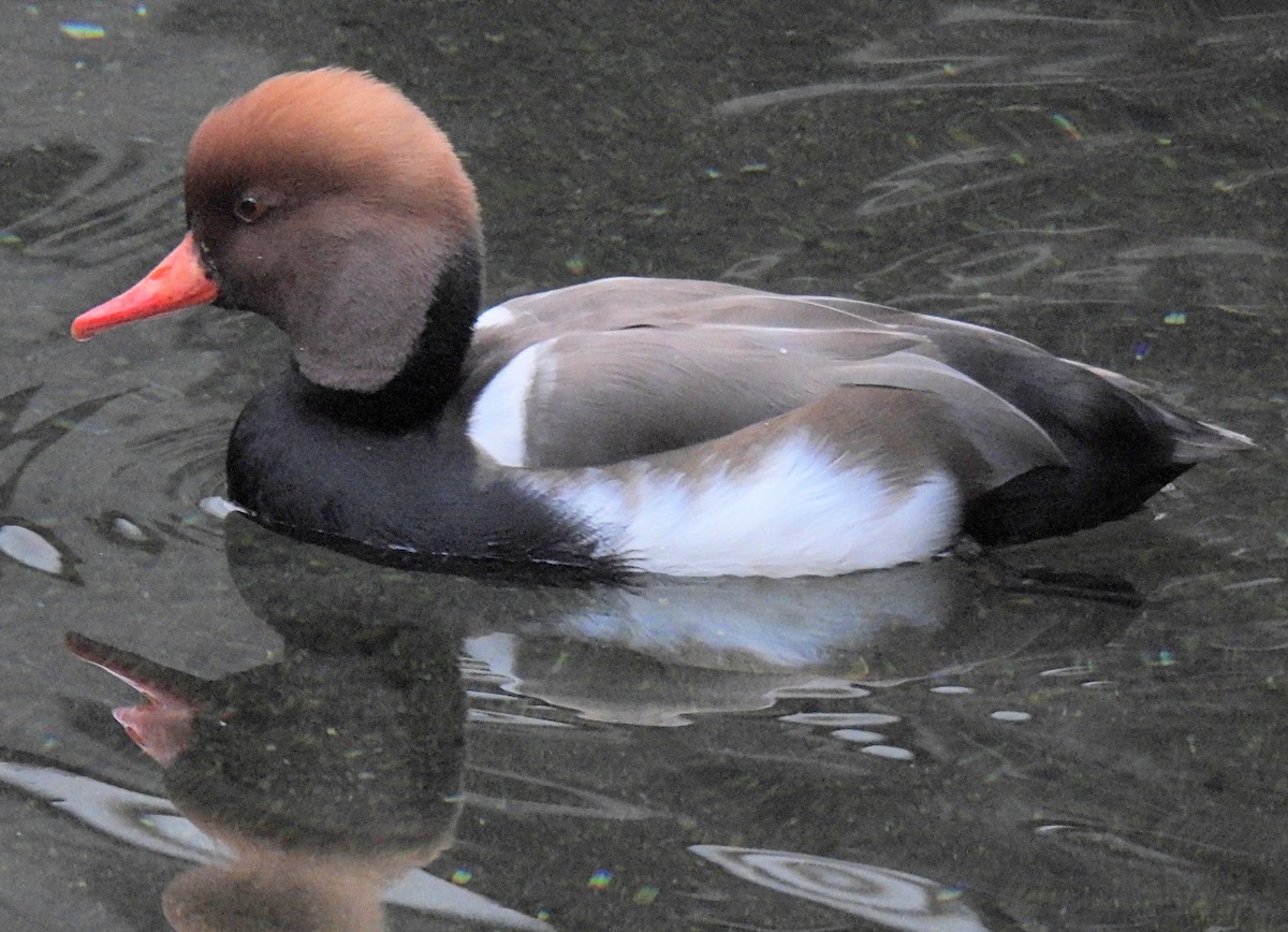 Animals - ML646758913