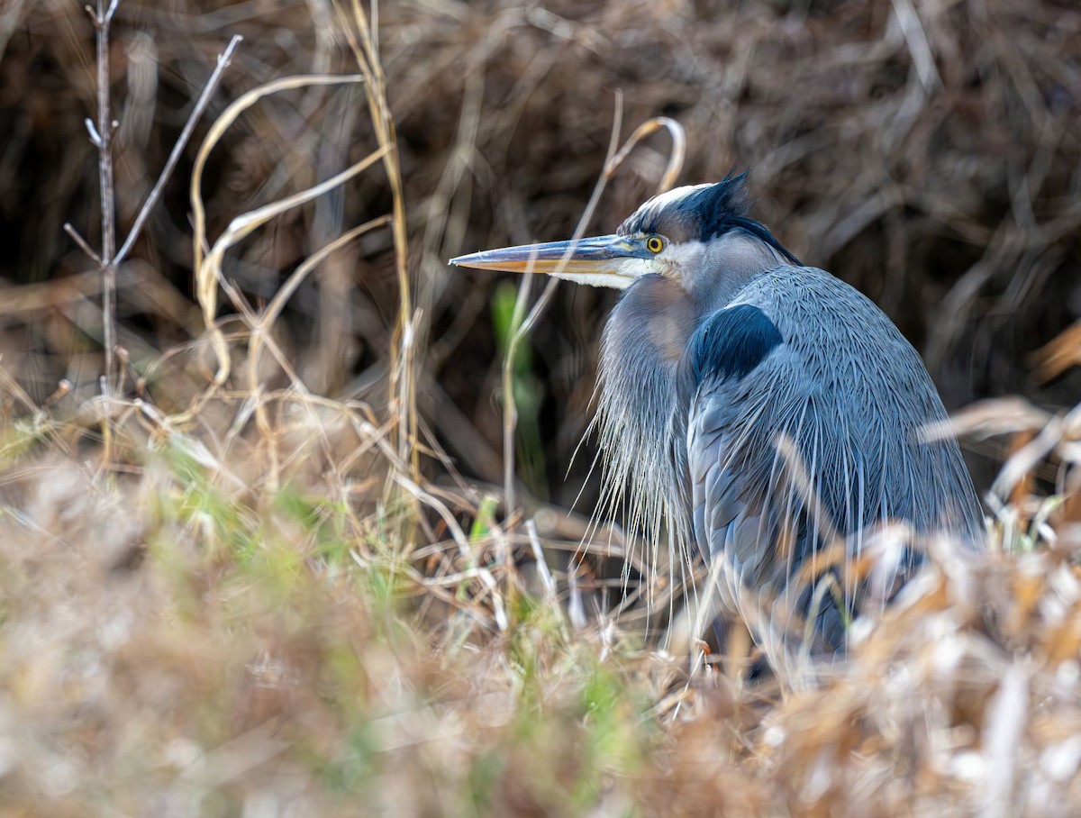 Koartza hauskara amerikarra - ML646758915