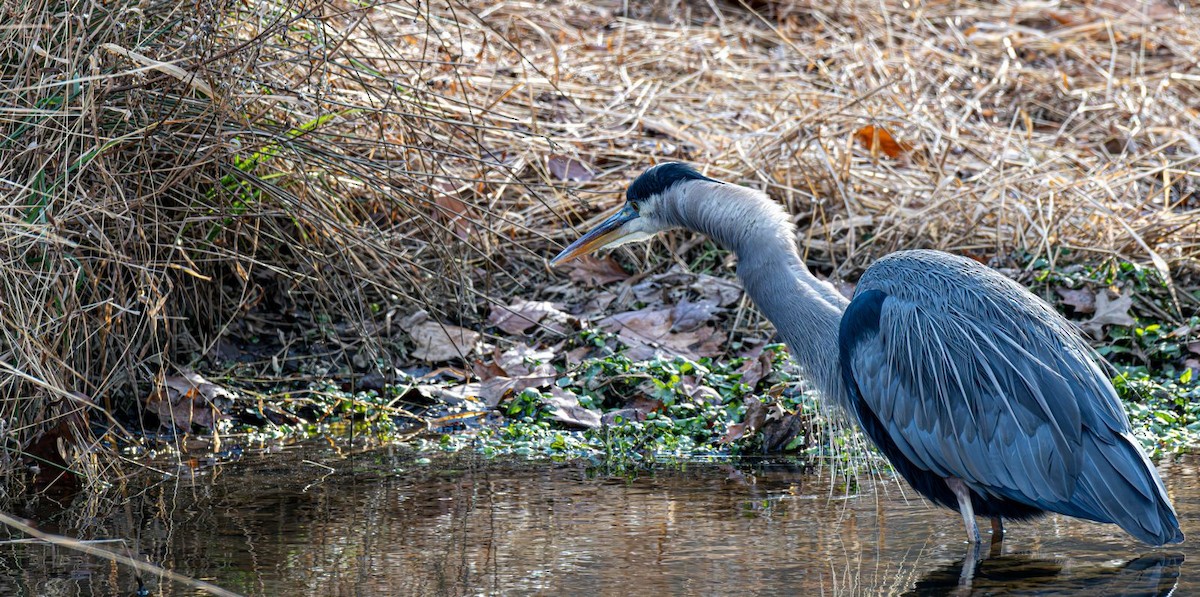 Koartza hauskara amerikarra - ML646758919